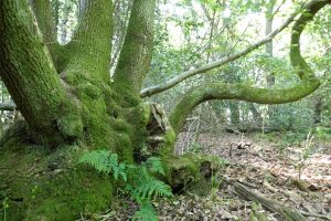 Single oak tree growing within an energy vortex