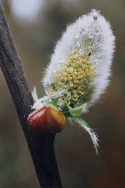 Male flower emerging from its "fur coat"