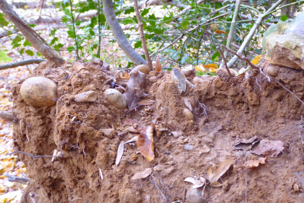 Sandy soil with round pebbles and flint