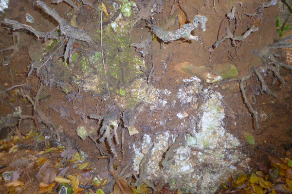 Sandy soil with chalk and flint