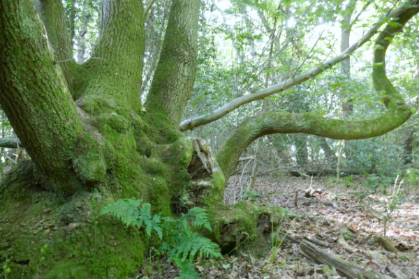 Oak Tree growing in a high-energy centre, showing a thickened trunk & twisted branches.