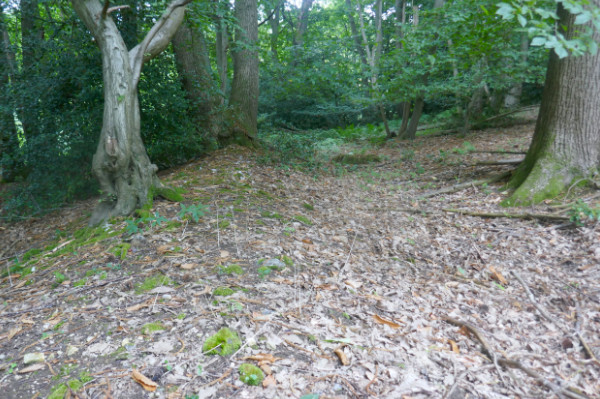 Earthworks within the woodland