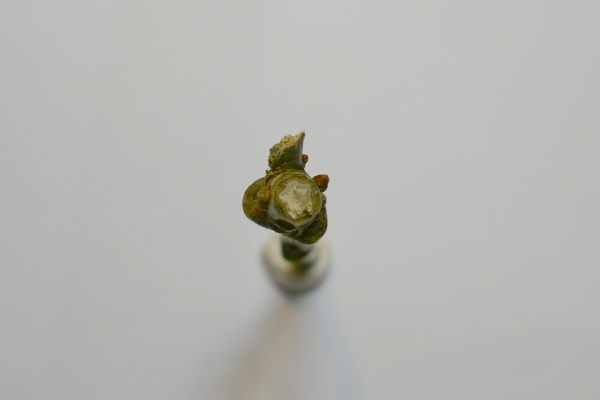 Cutting of a 3mm Oak twig showing the Pentacle symbol